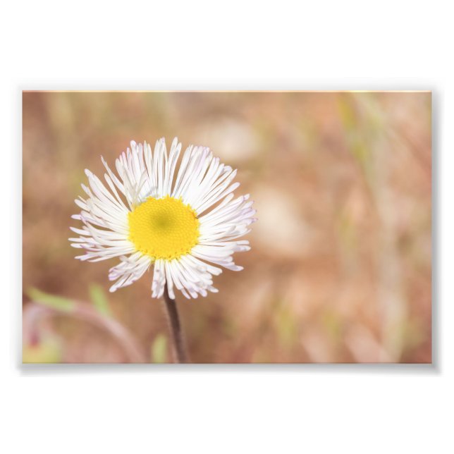 Little White Wild Daisy Blume mit gelbem Zentrum Fotodruck (Vorne)