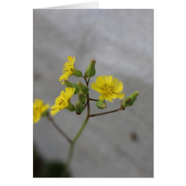 Little Yellow Blume #3 (Vorne)