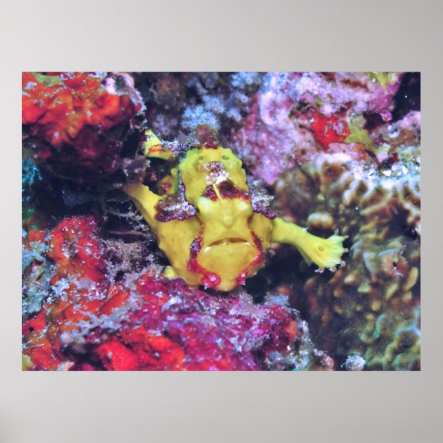 Little Yellow Frogfish Poster (Vorne)