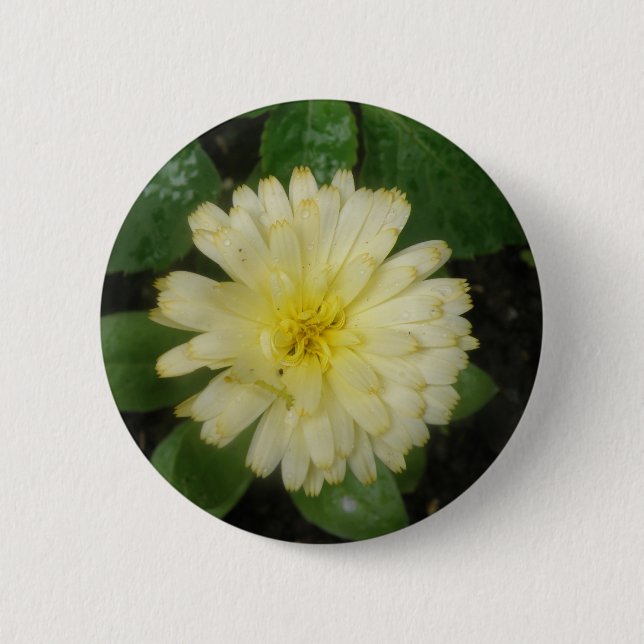Little Yellow Marigold Button (Vorderseite)