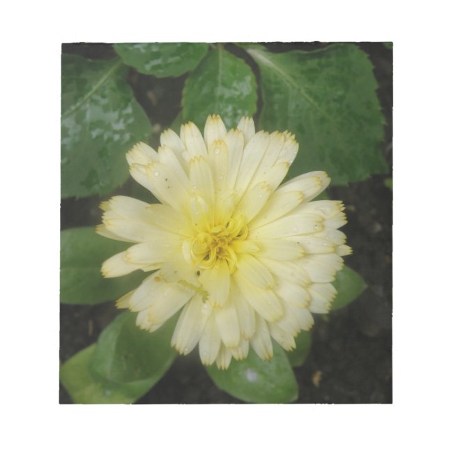 Little Yellow Marigold Notepad Notizblock (Vorderseite)