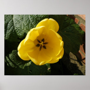 Little Yellow Tulip Print Poster