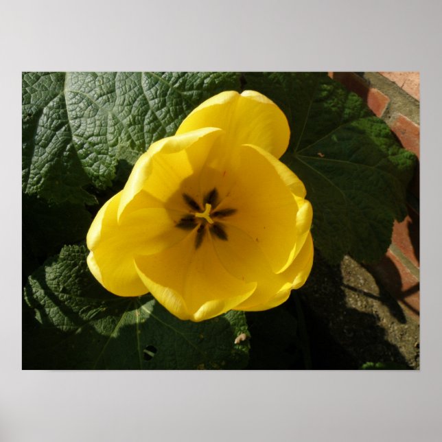 Little Yellow Tulip Print Poster (Vorne)