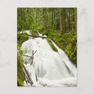 Little Zig Zag Falls Mount Hood National Forest Postkarte