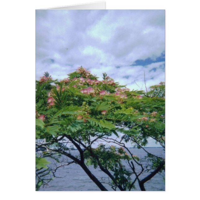 LittleBayParkmimosatree 001 (Vorne)