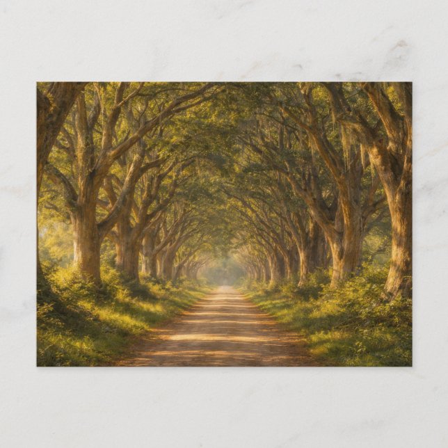 Live Oak Path | Landscape | Postcard Postkarte (Vorderseite)