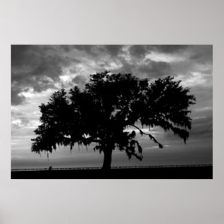 Live Oak Poster