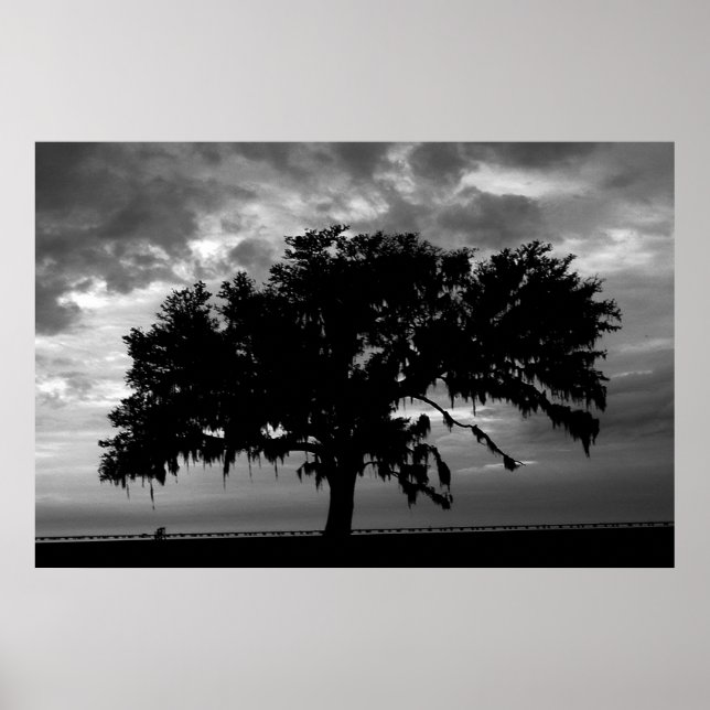 Live Oak Poster (Vorne)