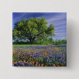 Live Oak & Texas Paintbrush und Texas Button