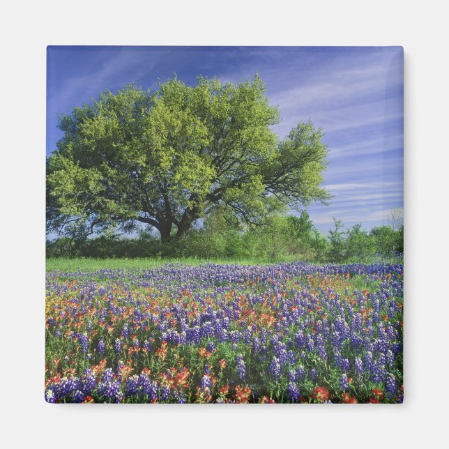 Live Oak & Texas Paintbrush und Texas Magnet (Vorne)
