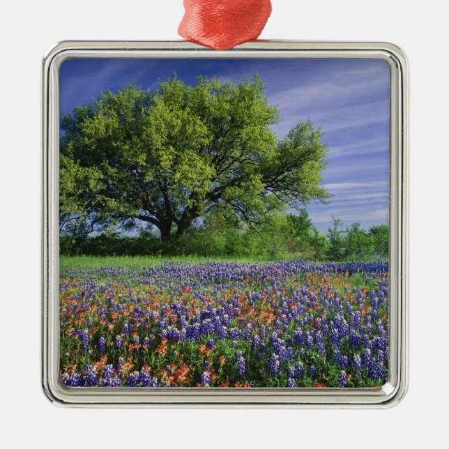 Live Oak & Texas Paintbrush und Texas Ornament Aus Metall (Vorne)