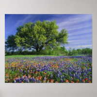 Live Oak & Texas Paintbrush und Texas