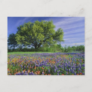 Live Oak & Texas Paintbrush und Texas Postkarte