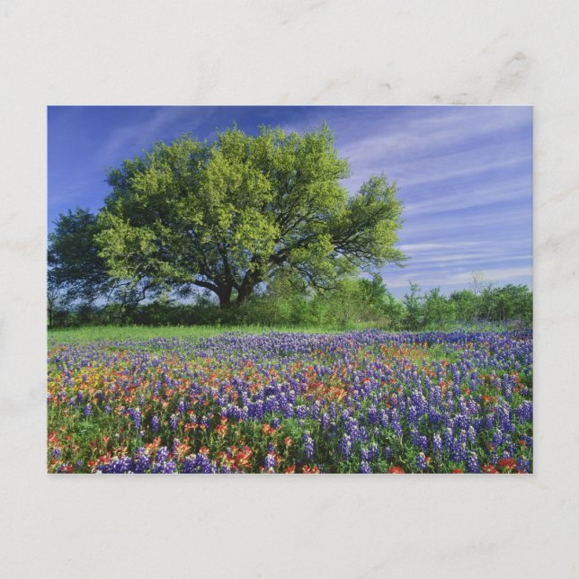 Live Oak & Texas Paintbrush und Texas Postkarte (Vorderseite)