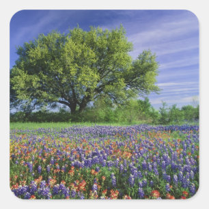 Live Oak & Texas Paintbrush und Texas Quadratischer Aufkleber
