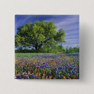 Live Oak und Texas Paintbrush und Texas Button