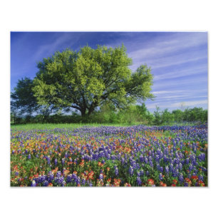 Live Oak und Texas Paintbrush und Texas Fotodruck