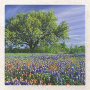 Live Oak und Texas Paintbrush und Texas Glasuntersetzer