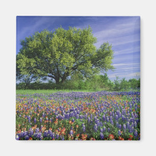 Live Oak und Texas Paintbrush und Texas Magnet