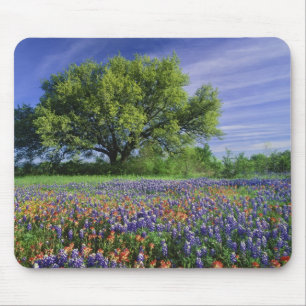 Live Oak und Texas Paintbrush und Texas Mousepad
