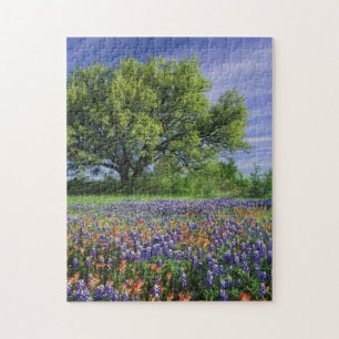 Live Oak und Texas Paintbrush und Texas Puzzle