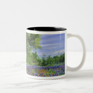 Live Oak und Texas Paintbrush und Texas Zweifarbige Tasse