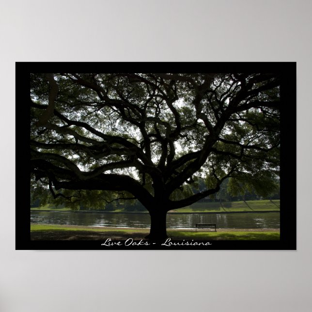 Live Oaks - Louisiana Poster (Vorne)