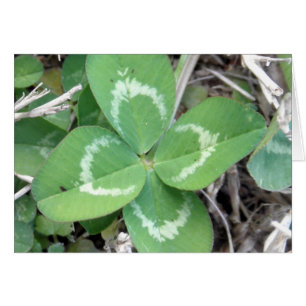 Live Real 4 Leaf Clover Foto