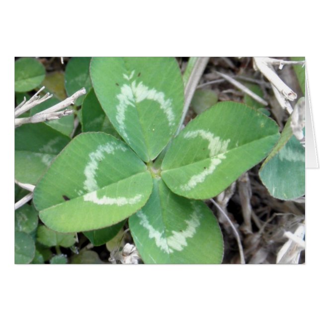 Live Real 4 Leaf Clover Foto (Vorderseite (Horizontal))
