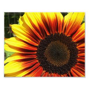 Live Sonnenblume 10x8 Fotodruck