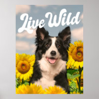 Live Wild Border Collie in Sonnenblumen