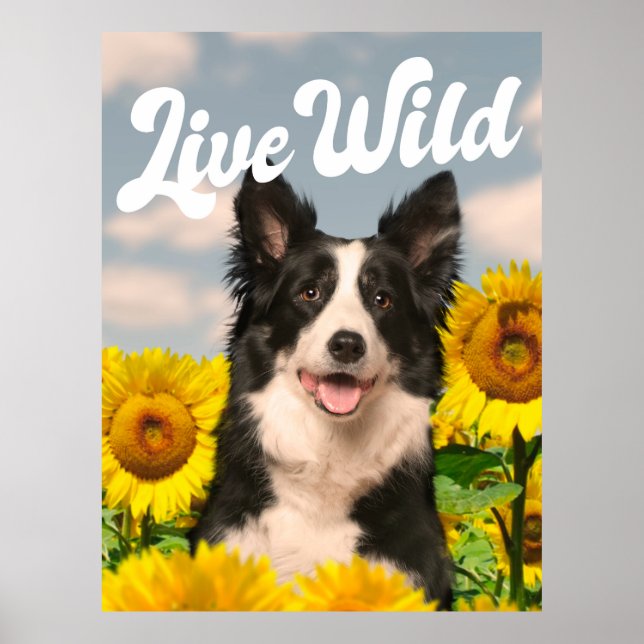 Live Wild Border Collie in Sonnenblumen Poster (Vorne)
