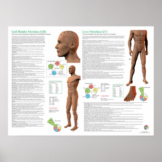 Liver Meridian Acupuncture Points Poster (Vorne)