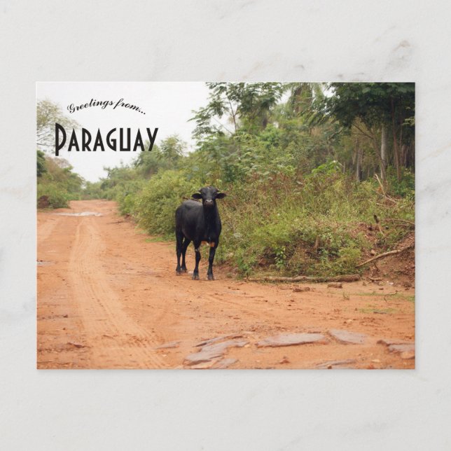 Livestock on a Road in Paraguay Postkarte (Vorderseite)