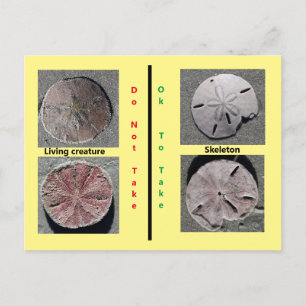 Living and Dead Sand Dollar Postcard Postkarte
