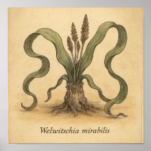 Living Fossil Beauty - Wüste Botanisches Poster Ku