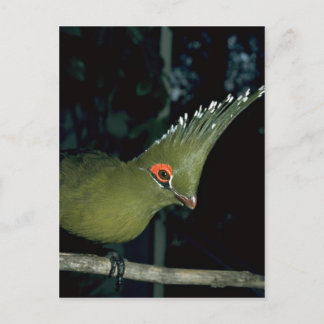 Livingstones Lourie Postkarte
