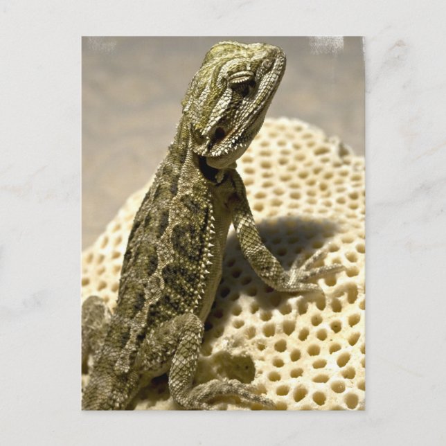 Lizard Art Postkarte (Vorderseite)