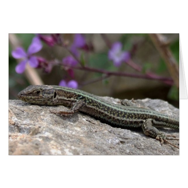 Lizard Card (Vorderseite (Horizontal))