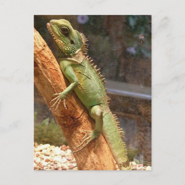 Lizard Climbing a Tree Postcard Postkarte (Vorderseite)