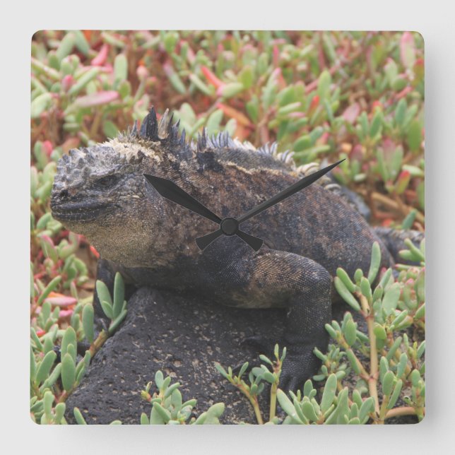 Lizard Clock Quadratische Wanduhr (Vorderseite)