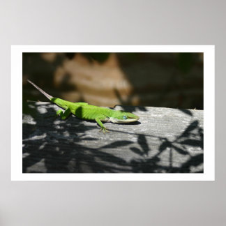 Lizard im Scrapwood Poster