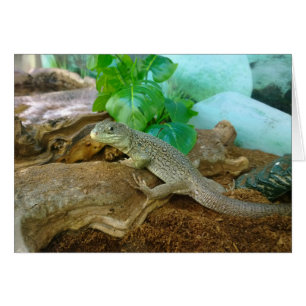 Lizard in einem Terrarium