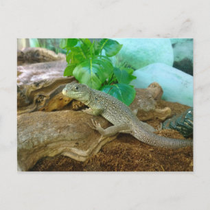 Lizard in einem Terrarium Postkarte