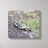 Lizard