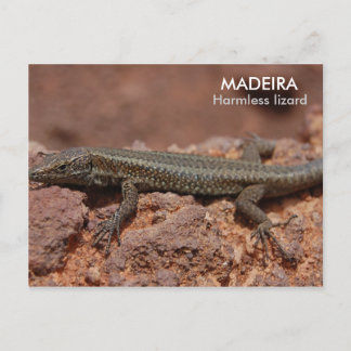 Lizard, Madeira Postkarte