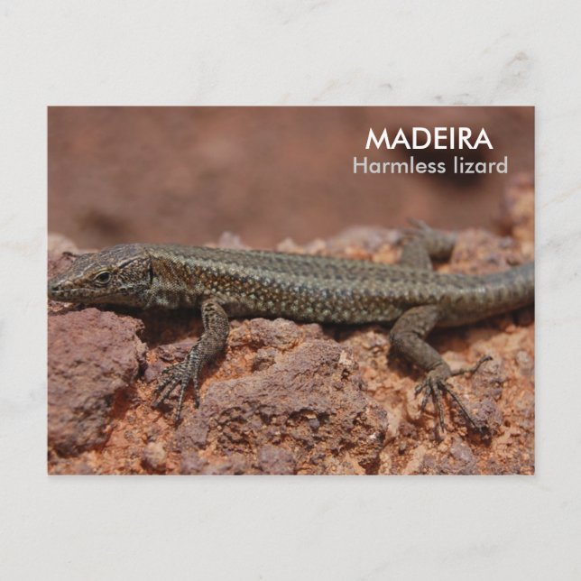 Lizard, Madeira Postkarte (Vorderseite)
