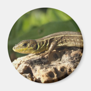 Lizard Magnet