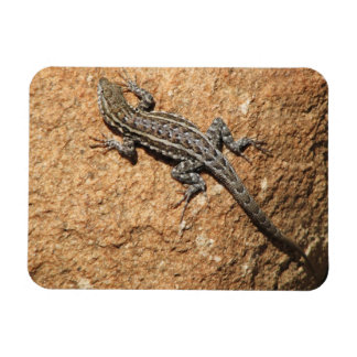 Lizard Magnet