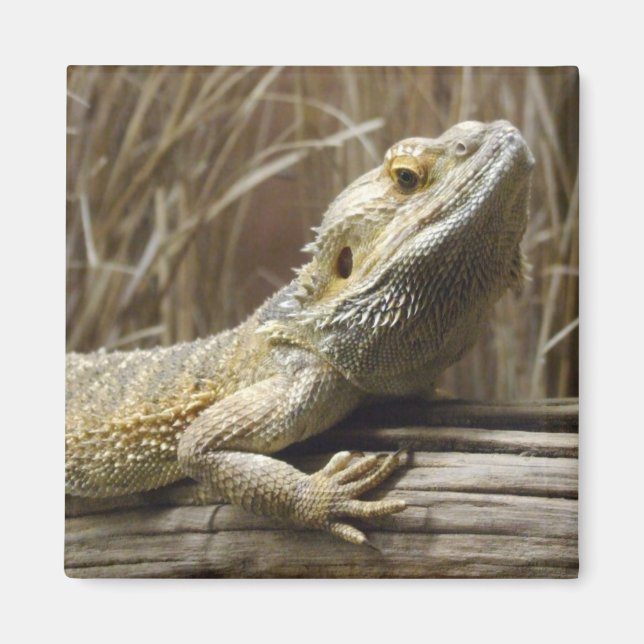 Lizard Magnet (Vorne)